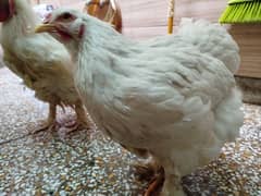 Healthy buff and brahma hen