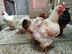 Healthy buff and brahma hen