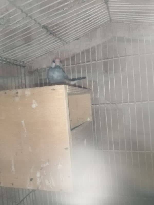 Banglies finches 1000rsand 1 piece Jawa Finch 5