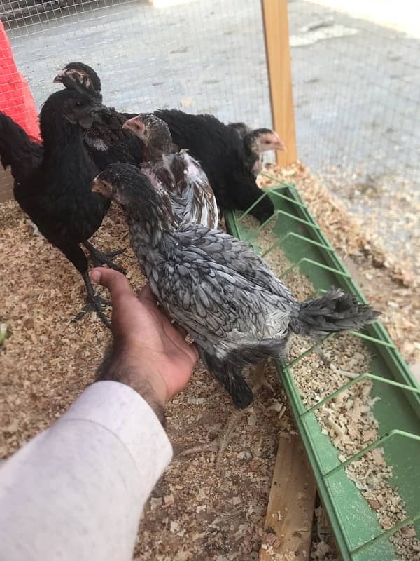 High quality chicks for sale 0