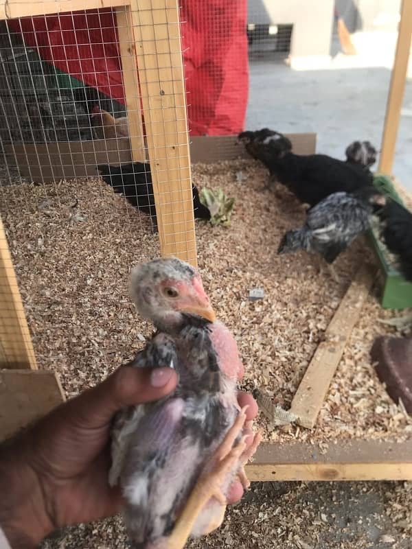 High quality chicks for sale 1