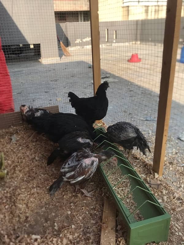 High quality chicks for sale 2