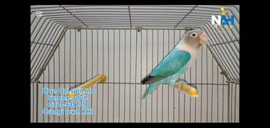 Blue Opaline split Ino Lovebird fisher