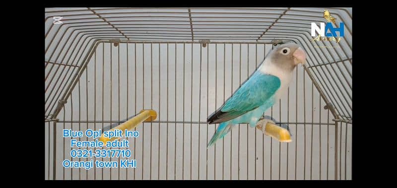 Blue Opaline split Ino Lovebird fisher 0