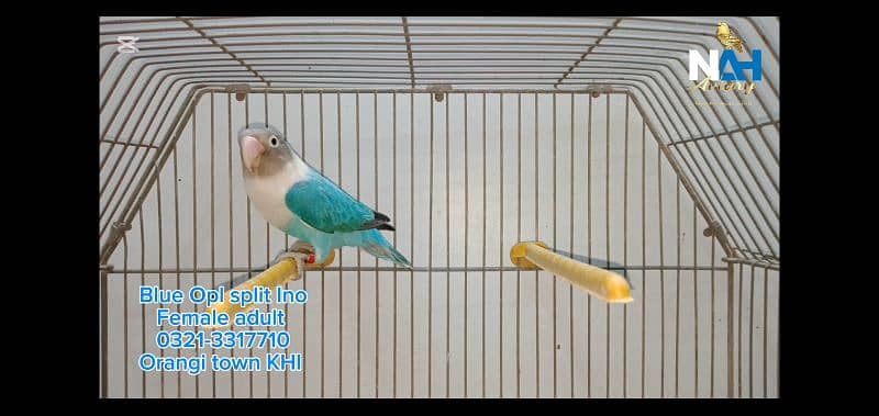 Blue Opaline split Ino Lovebird fisher 1