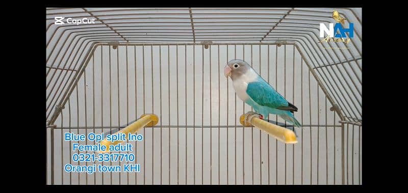 Blue Opaline split Ino Lovebird fisher 2