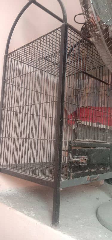 parrot cage 1