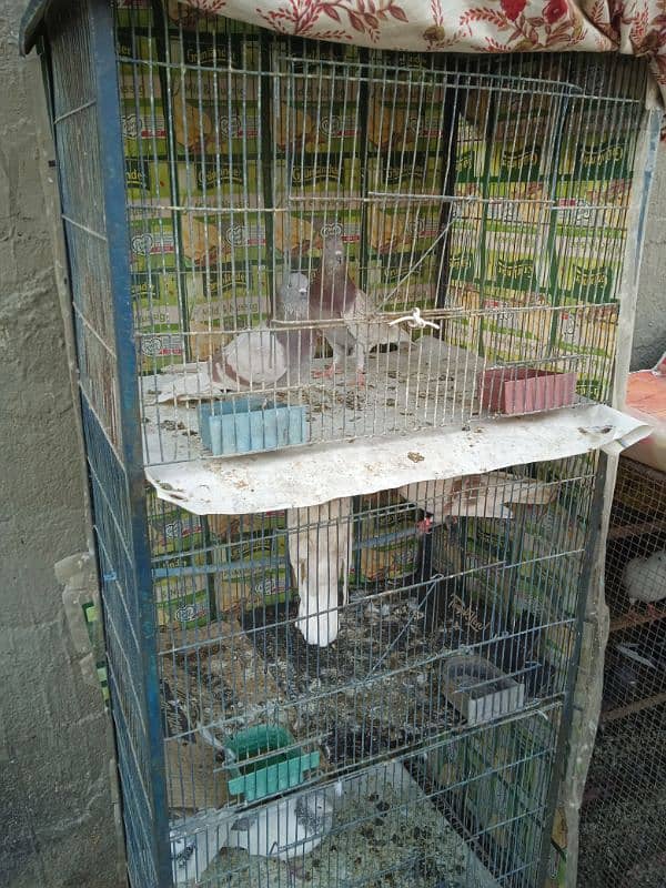 cage for sale 3