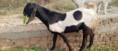 bakra for Sell age 15 month