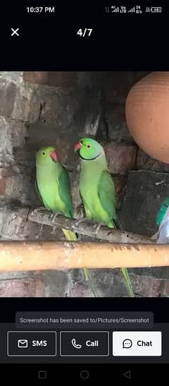 Beautiful green pair