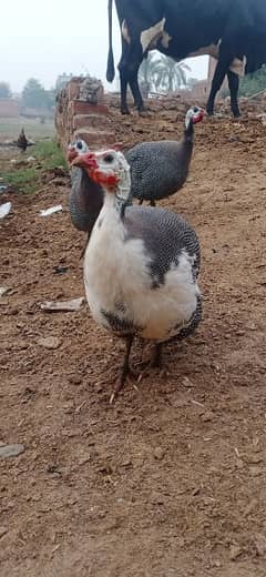 guinea fowl for sale