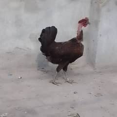 Home Breed Desi Hen Available For Sale