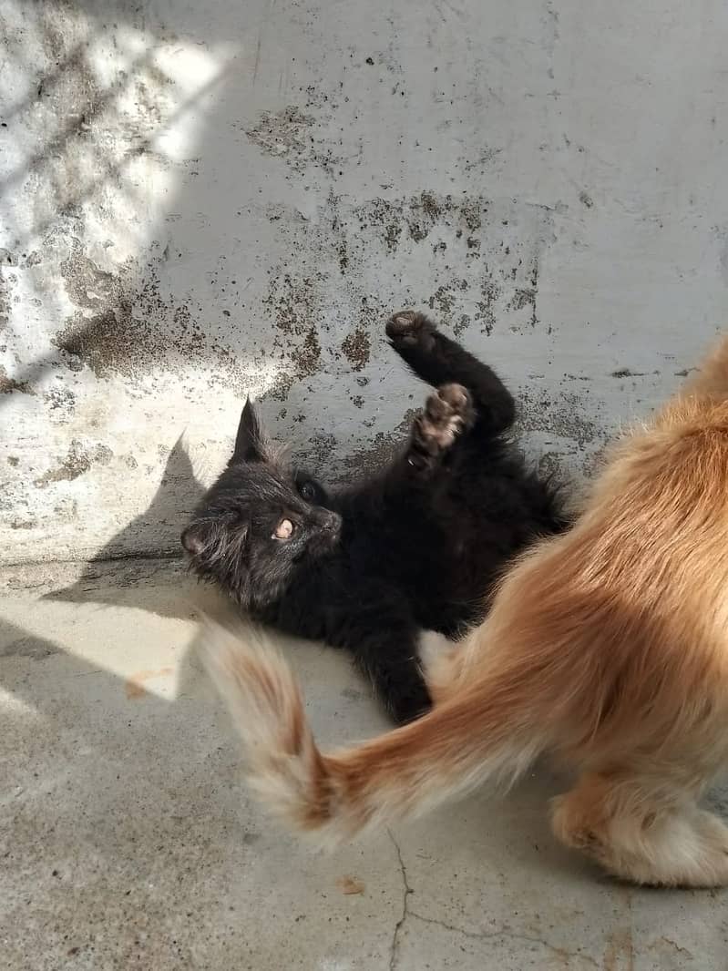 bueatiful persian cats with brown and black colour with golden chain 0