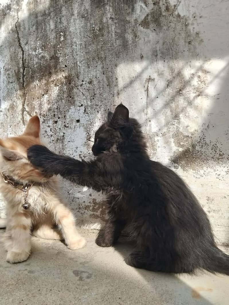 bueatiful persian cats with brown and black colour with golden chain 1