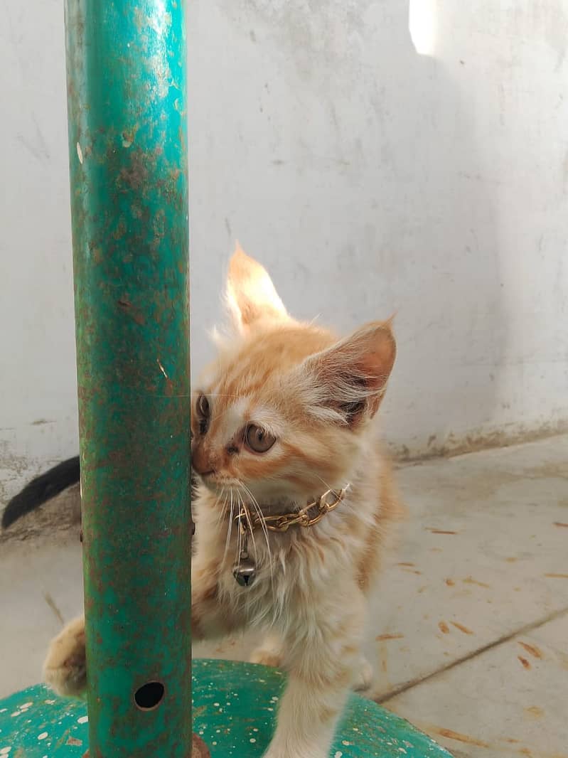 bueatiful persian cats with brown and black colour with golden chain 2