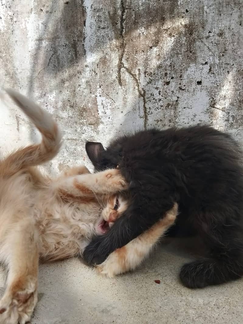 bueatiful persian cats with brown and black colour with golden chain 3