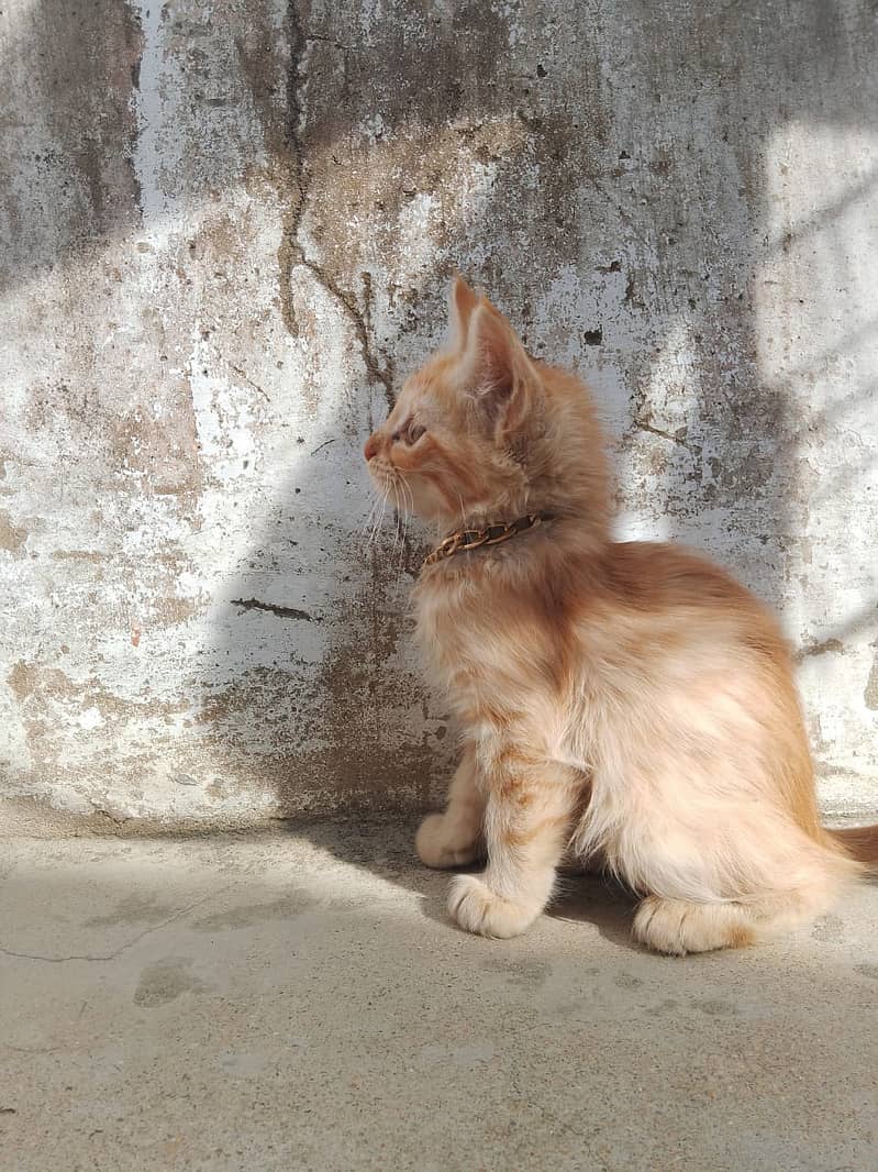 bueatiful persian cats with brown and black colour with golden chain 4