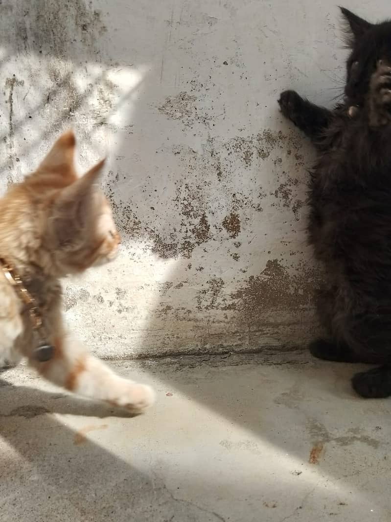 bueatiful persian cats with brown and black colour with golden chain 5