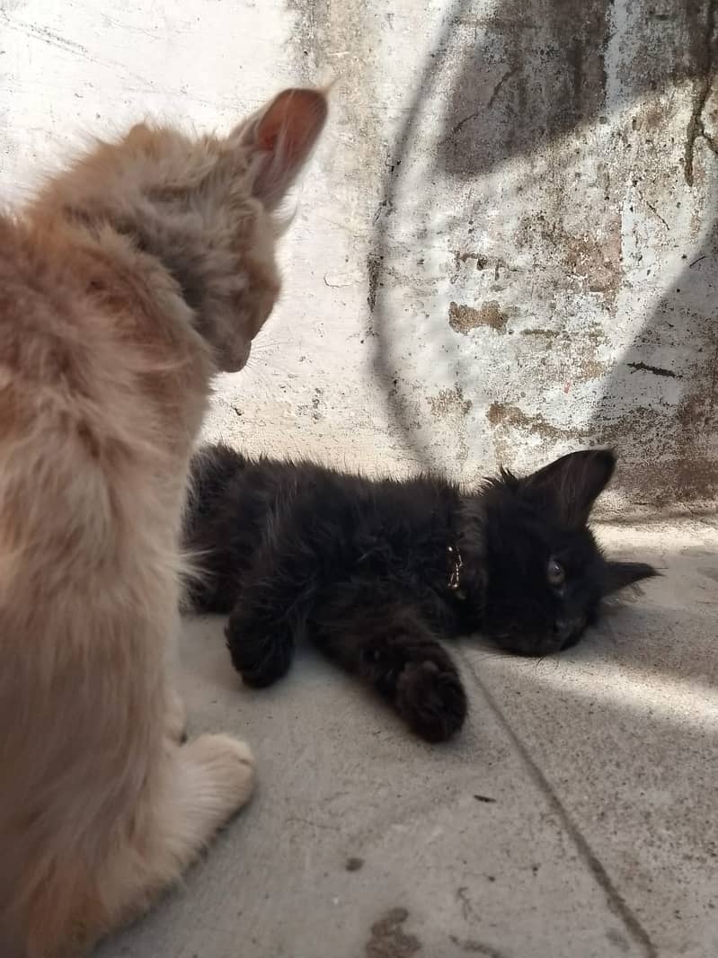 bueatiful persian cats with brown and black colour with golden chain 6