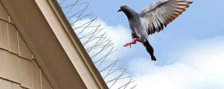 Bird Barrier STAINLESS STEEL Spikes In Pakistan