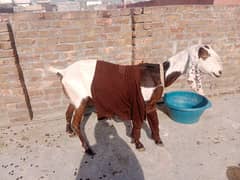 Pregnent goat for sale