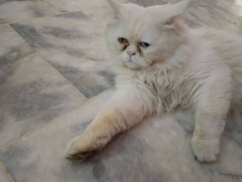 beautiful white male cat with different color of eyes for sale 0