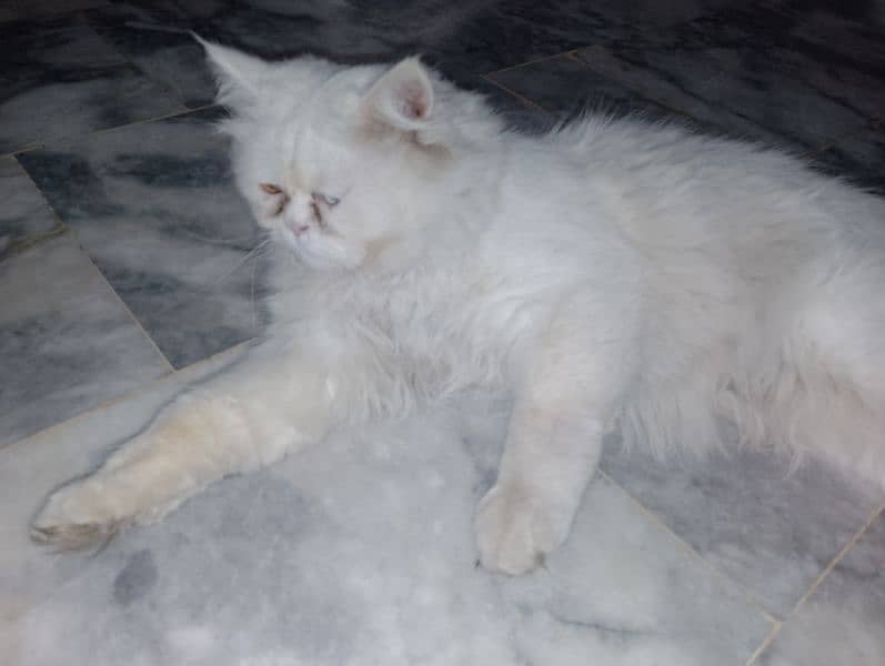 beautiful white male cat with different color of eyes for sale 1