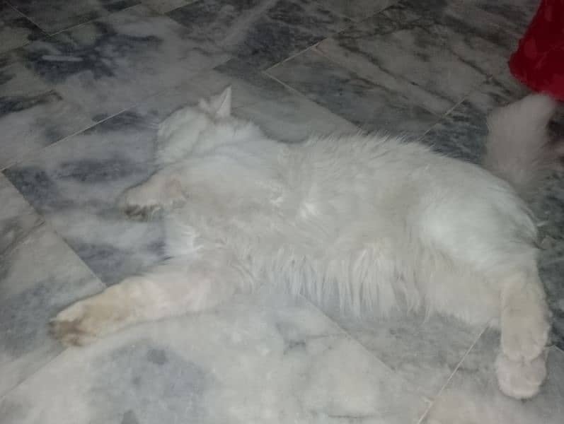 beautiful white male cat with different color of eyes for sale 2