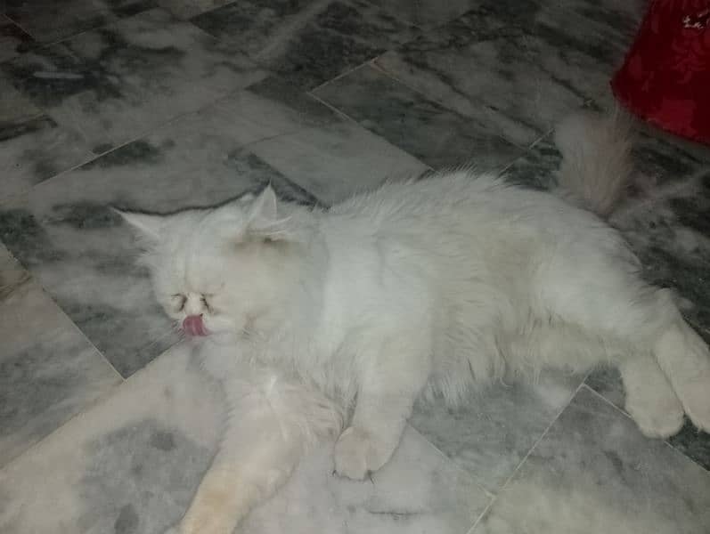 beautiful white male cat with different color of eyes for sale 3