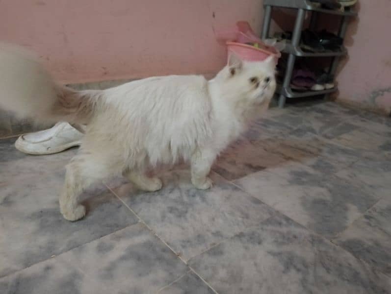 beautiful white male cat with different color of eyes for sale 4