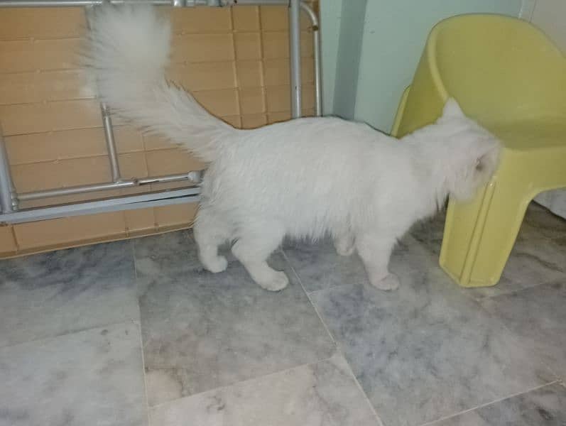 beautiful white male cat with different color of eyes for sale 5