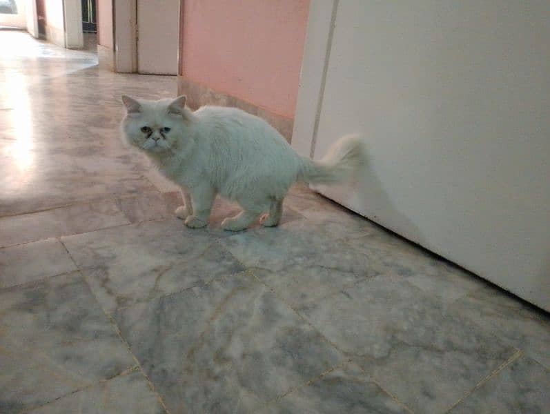 beautiful white male cat with different color of eyes for sale 6