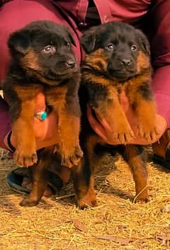 German Shepherd pair for sale /German shepherd puppy available