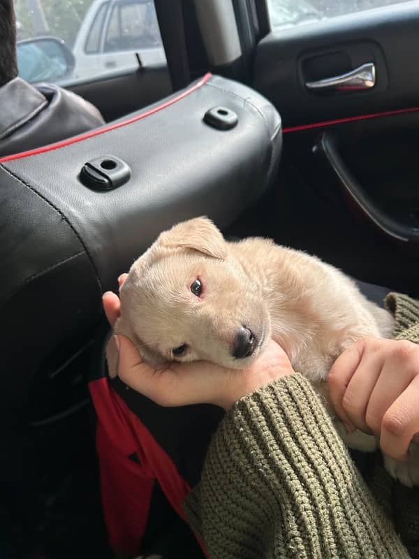 labrador puppy 2 months 1