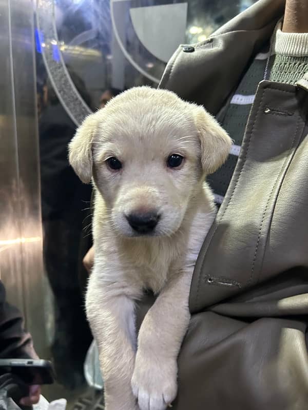 labrador puppy 2 months 2