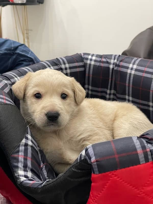 labrador puppy 2 months 4