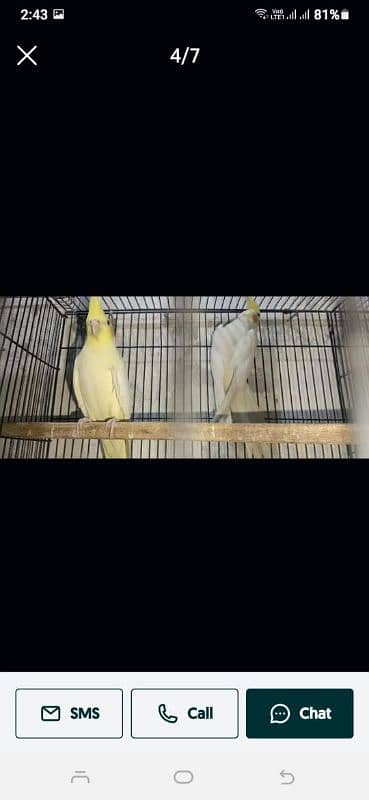 loutino Fisher albino 100% breeder pair 8