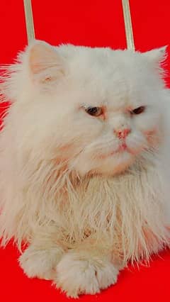 Extreme punch face near to pikki face male cat for Sell