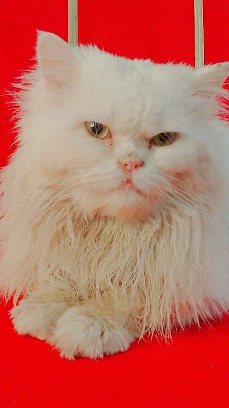 Extreme punch face near to pikki face male cat for Sell 1