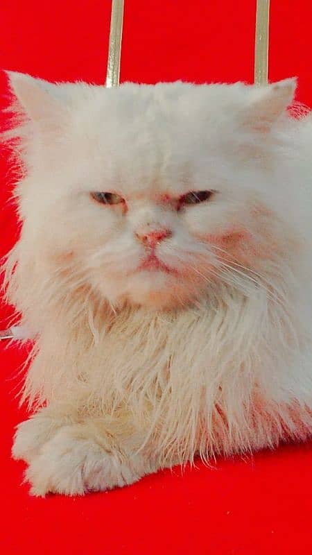 Extreme punch face near to pikki face male cat for Sell 2