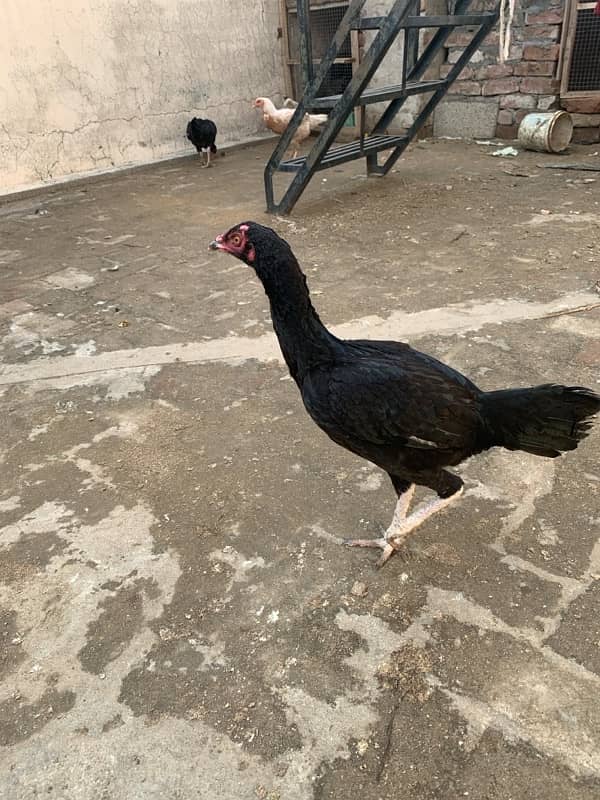 ASEEL Murga Murgi Pathai Pathiyan Turkey Pinjara for sale 0