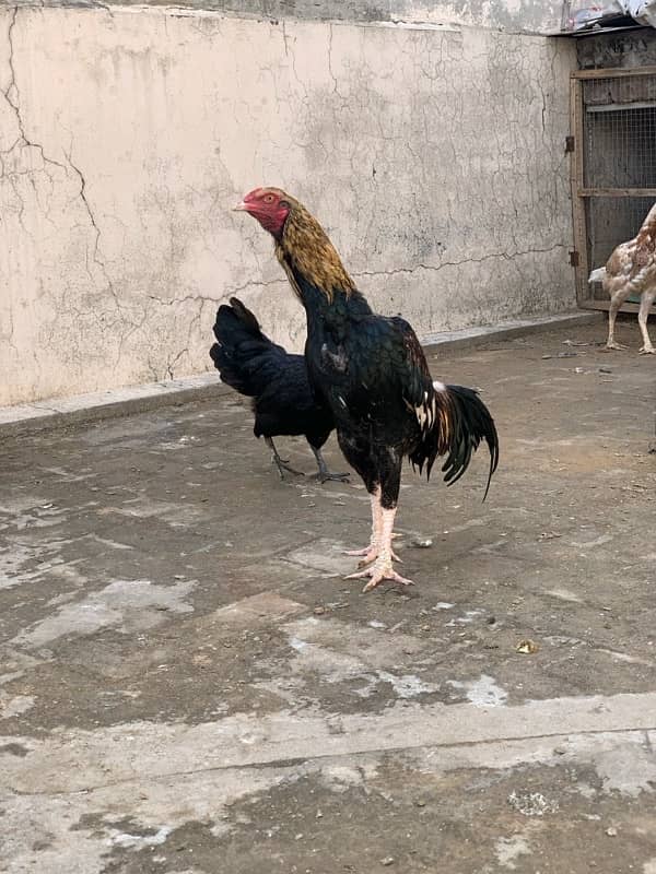 ASEEL Murga Murgi Pathai Pathiyan Turkey Pinjara for sale 1