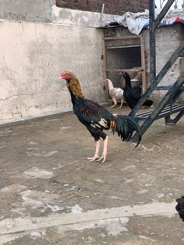 ASEEL Murga Murgi Pathai Pathiyan Turkey Pinjara for sale 2