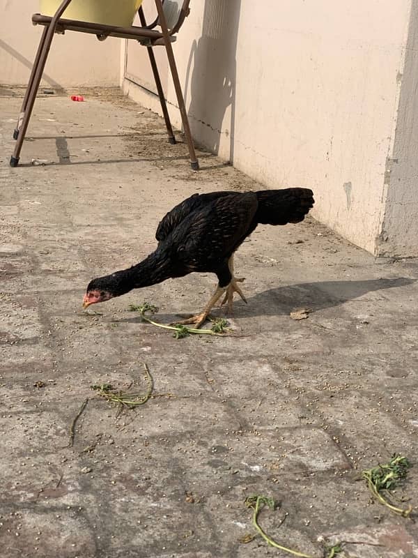 ASEEL Murga Murgi Pathai Pathiyan Turkey Pinjara for sale 3