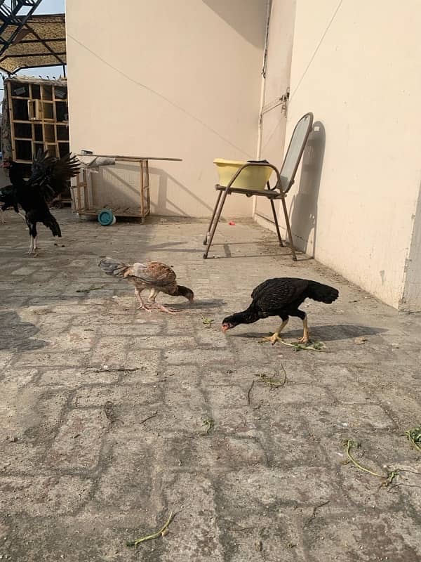 ASEEL Murga Murgi Pathai Pathiyan Turkey Pinjara for sale 4