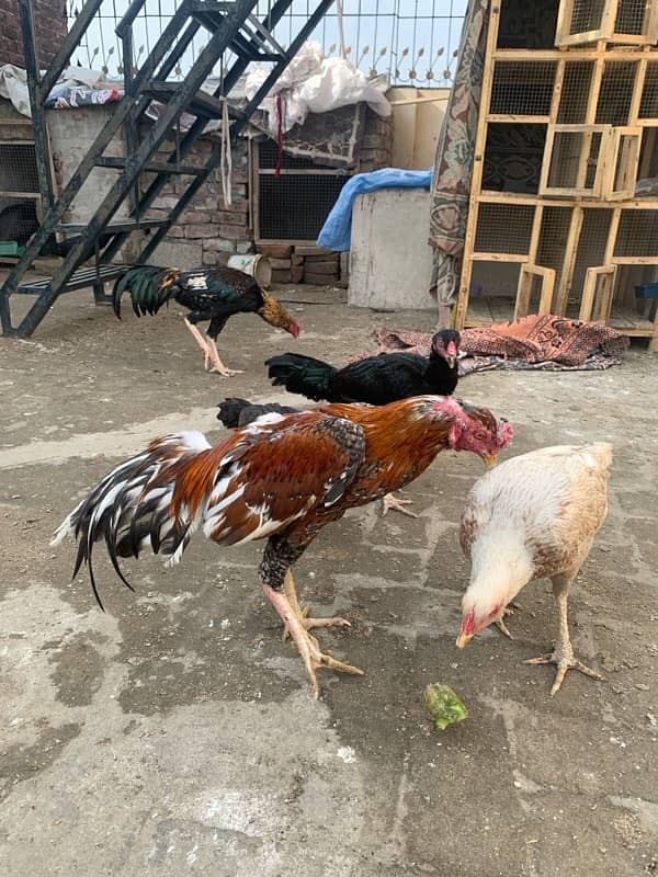 ASEEL Murga Murgi Pathai Pathiyan Turkey Pinjara for sale 5