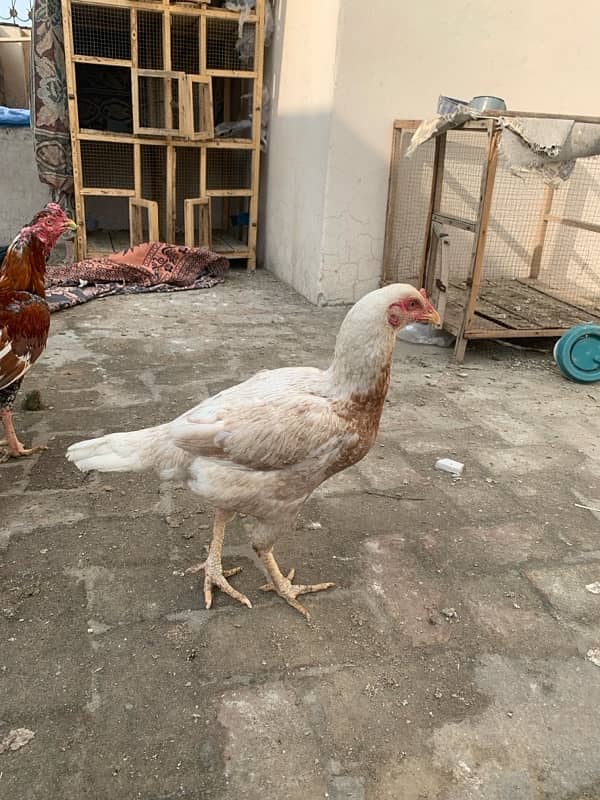 ASEEL Murga Murgi Pathai Pathiyan Turkey Pinjara for sale 6