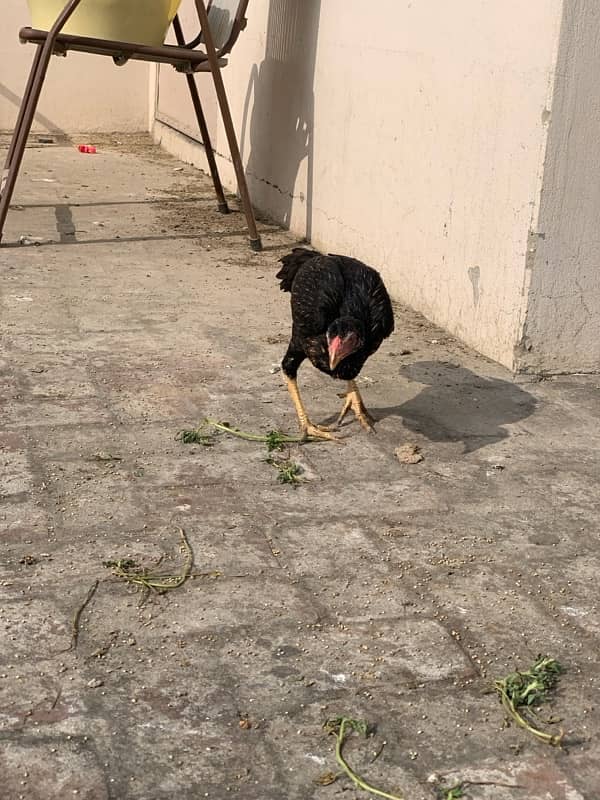 ASEEL Murga Murgi Pathai Pathiyan Turkey Pinjara for sale 7