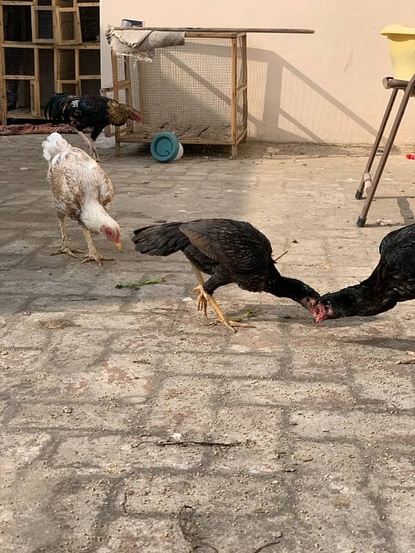 ASEEL Murga Murgi Pathai Pathiyan Turkey Pinjara for sale 9