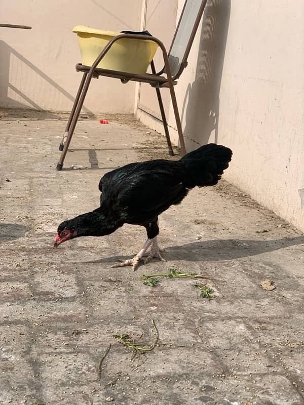 ASEEL Murga Murgi Pathai Pathiyan Turkey Pinjara for sale 10